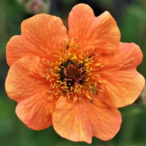 Geum 'Totally Tangerine' ® ---